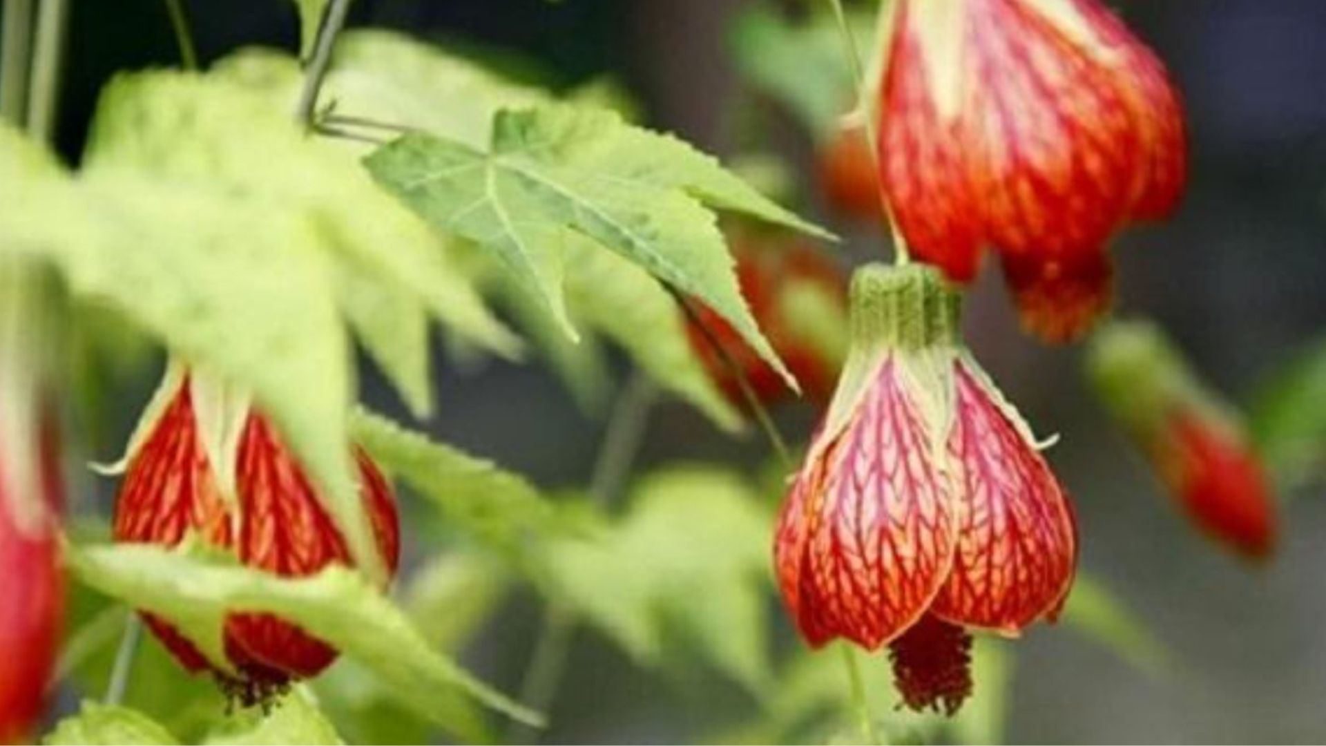 Ý nghĩa phong thủy của cây Lồng Đèn